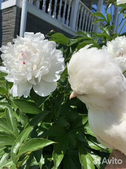 Султанка яйцо, цыплята, куры