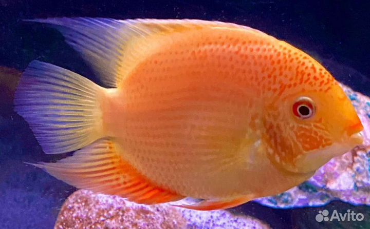 Скаты,Стуриос,Северум,L-Сом. Метинн,Лягушки,Крабы