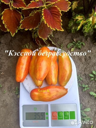 Семена помидоров томатов