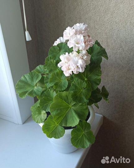 Пеларгония герань