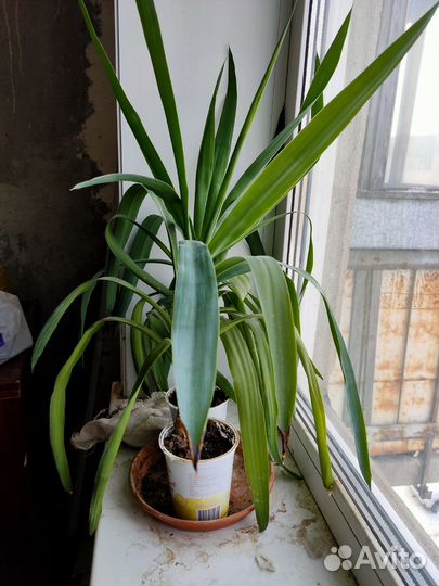 Юкка наверное