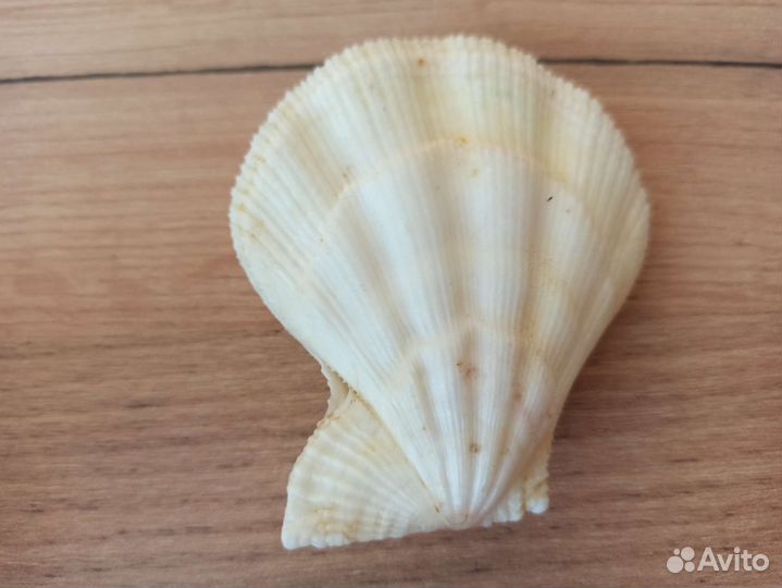 Морская раковина