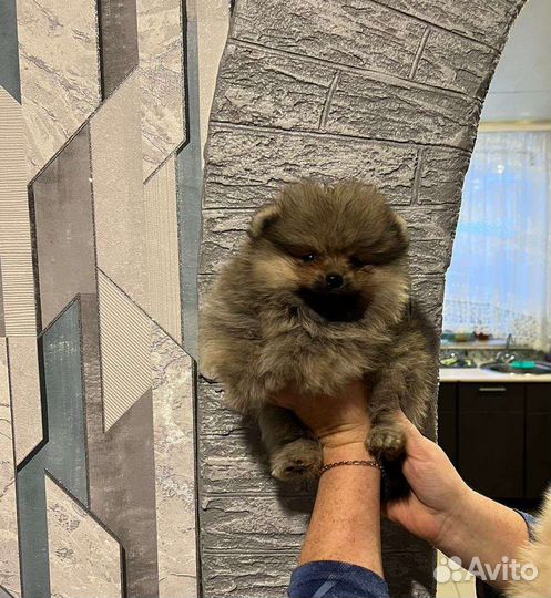 Щенки померанского шпица мишки