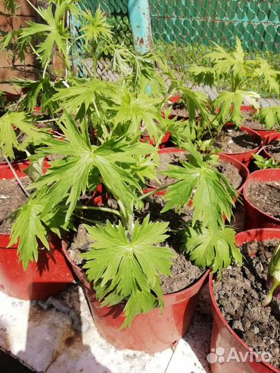 Дельфиниум