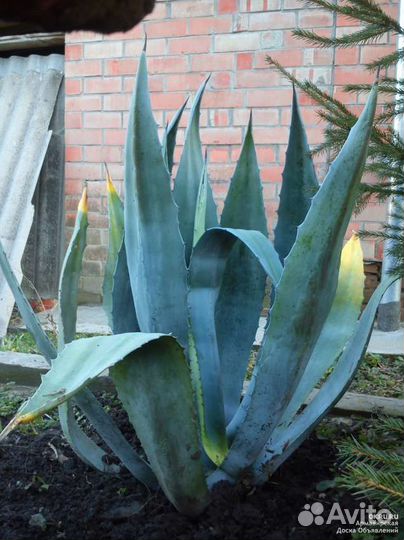 Агава голубая