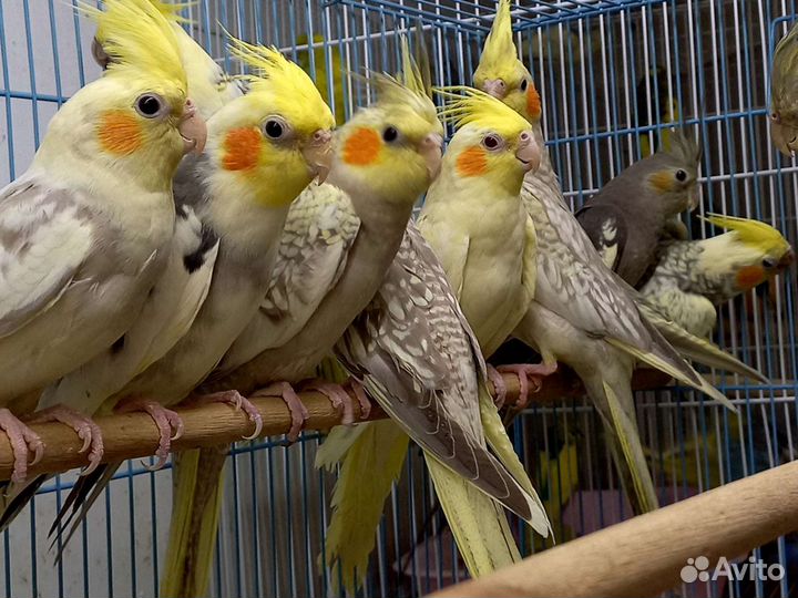 Попугай корелла птенец