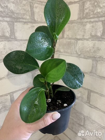 Пеперомия туполистная