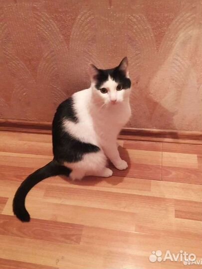 Кошка/кот пристрой