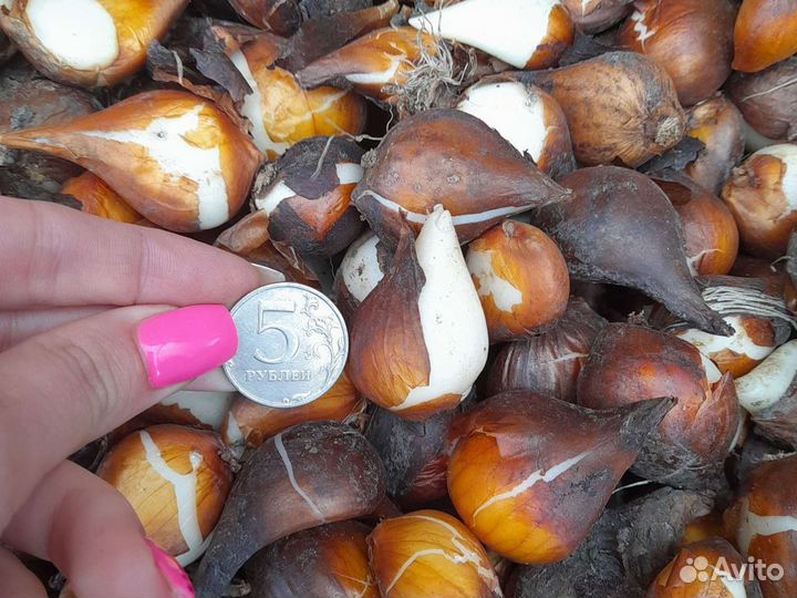 Луковицы тюльпанов