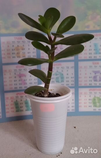 Комнатное растение: Денежное дерево (Толстянка)