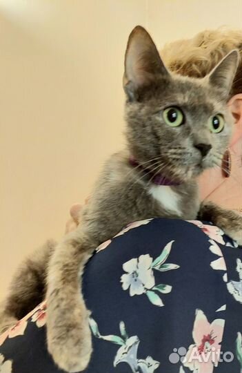 Серая кошка (типаж русская голубая)