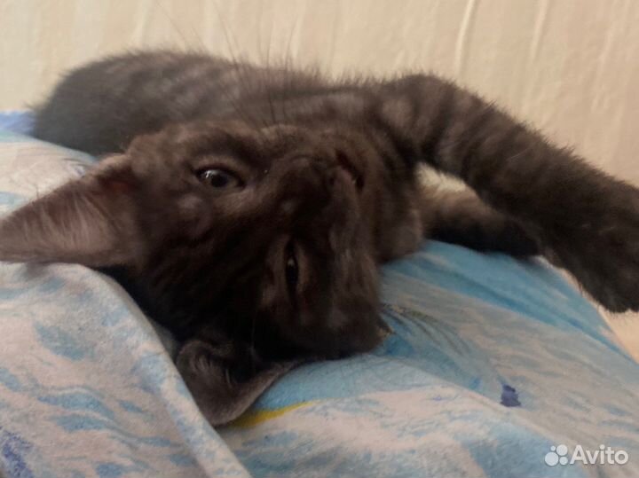 Котенок (мальчик)