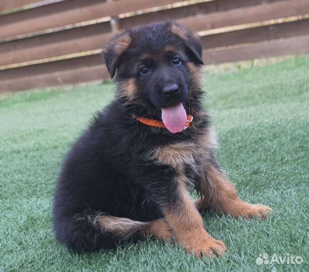 Немецкая овчарка