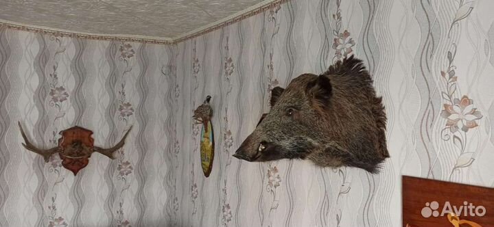 Чучело головы кабана