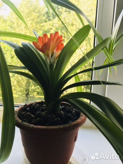 Кливия миниата