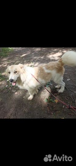 Небольшой песик Умка 9 кг