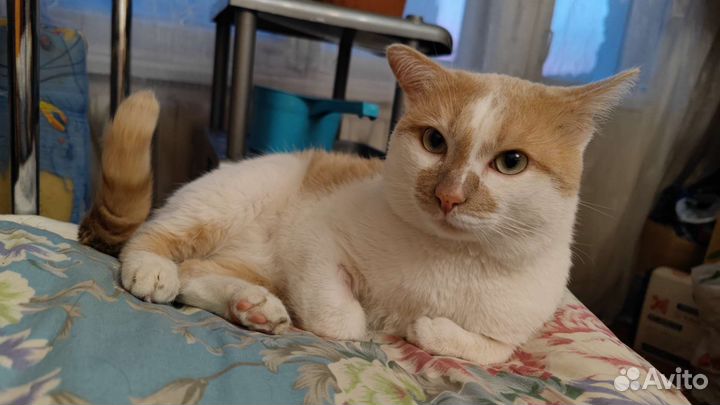 Кот молодой ласковый