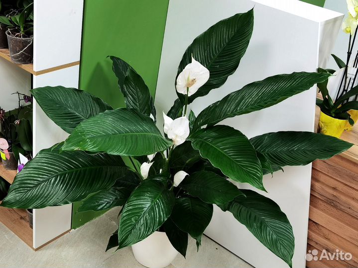 Цветущие делёнки гигантского Спатифиллума