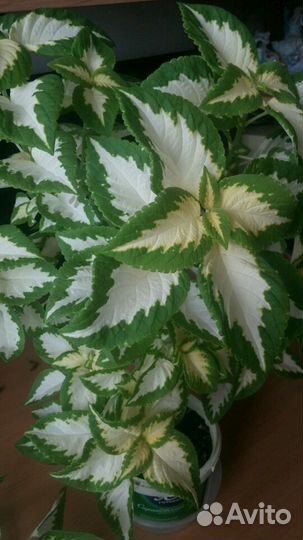 Цветы для дома и дачи