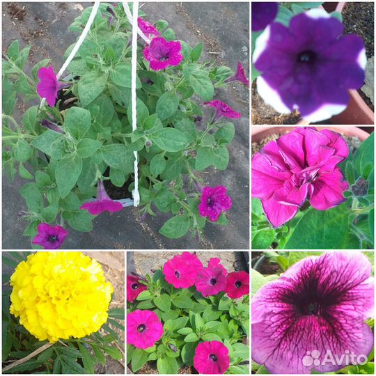 Петуния ампельная