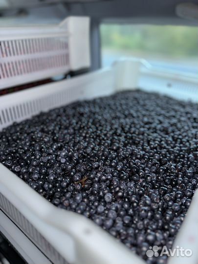 Черника свежая