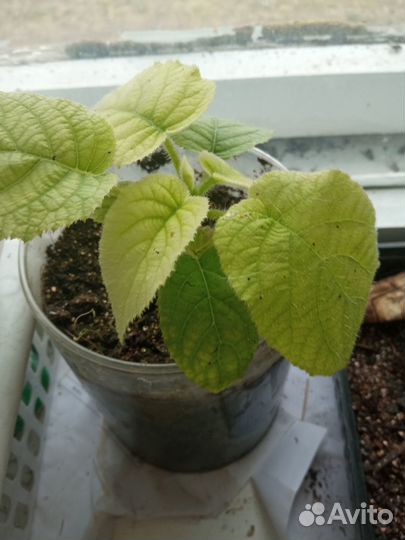 Продам цветы комнатные