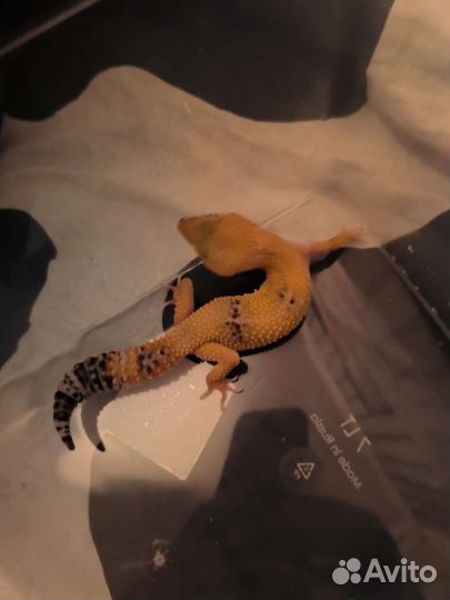 Геккон эублефар