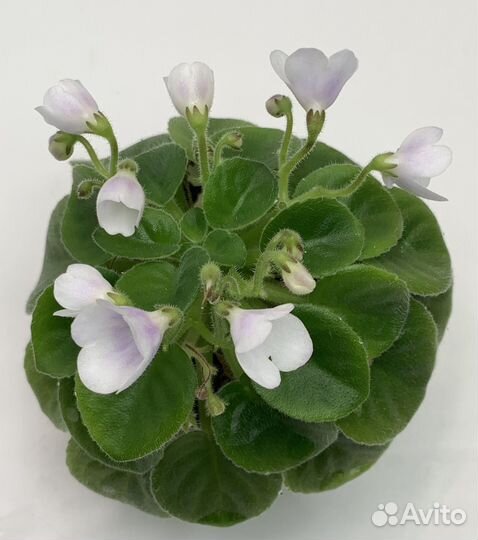 Фиалка мини и полумини