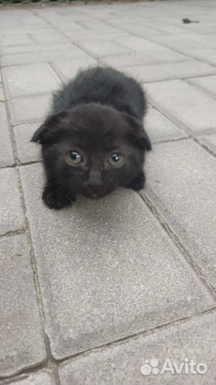 Вислоухие котята в добрые руки бесплатно