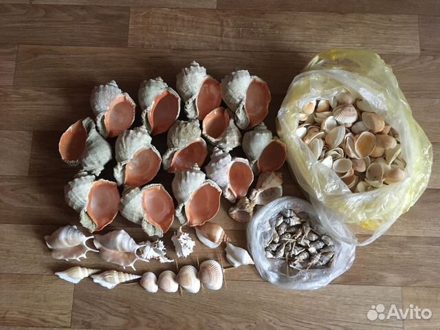 Морские ракушки раковины