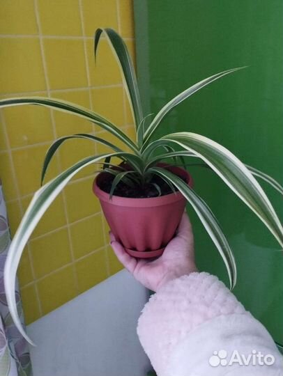 Хлорофитум