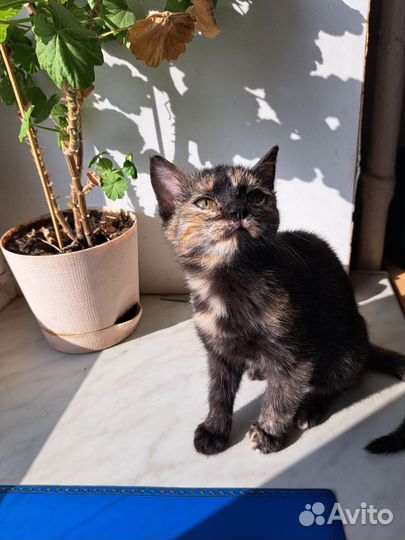 Кошка на удачу