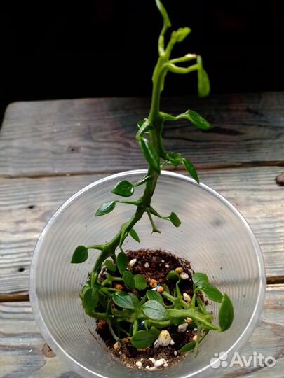 Церопегия Симона Грин форм