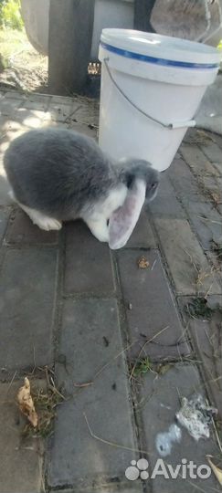 Французский баран