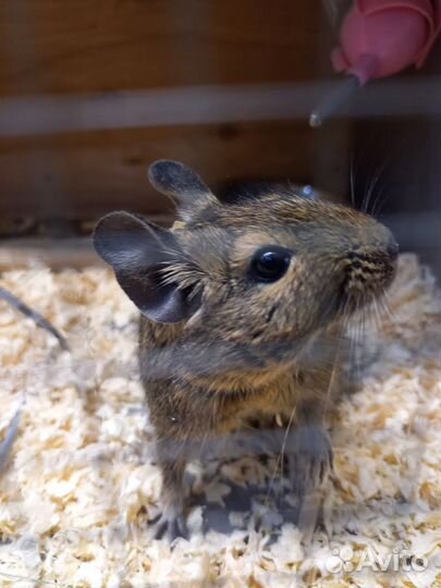 Белочки дегу со всем приданным