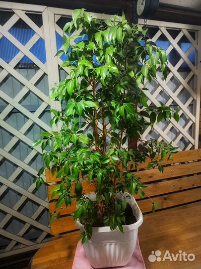Фикус бенджамина