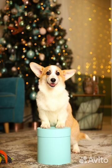 Вельш-корги пемброк