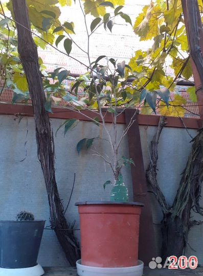 Комнатные цветы