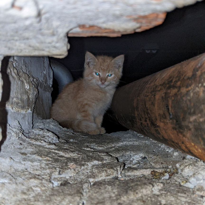 Котята в добрые руки SOS погибают