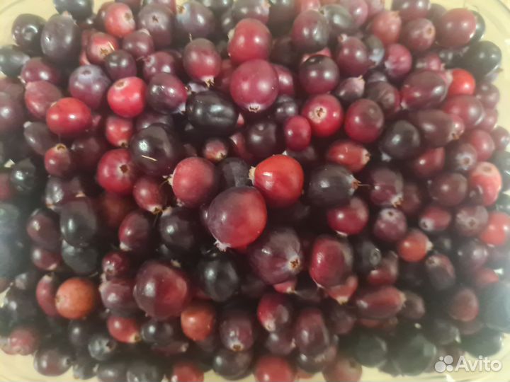 Клюква свежая