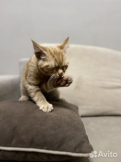 Котенок рыжий