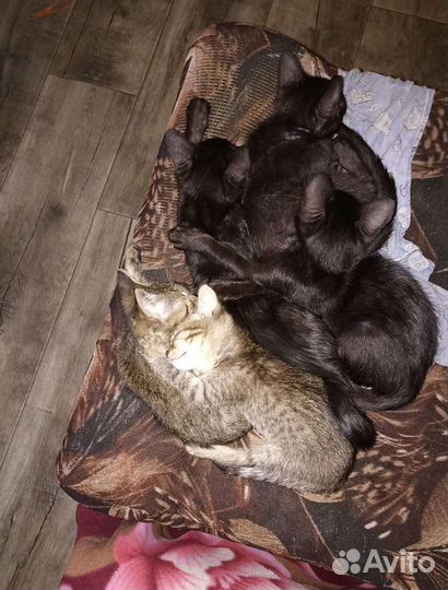 Кошка в дар бесплатно