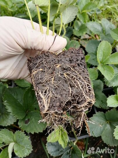 Клубника Фестивальная рассада