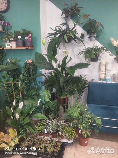 Комнатные растения цветы большие и маленькие