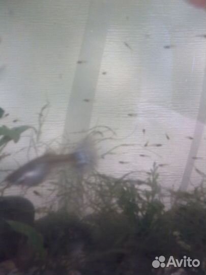 Мальки гуппи