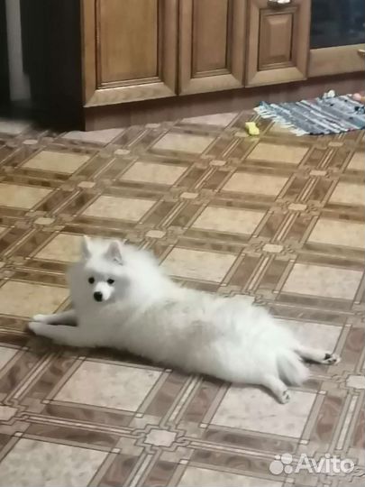 Девочка шпиц ищет принца