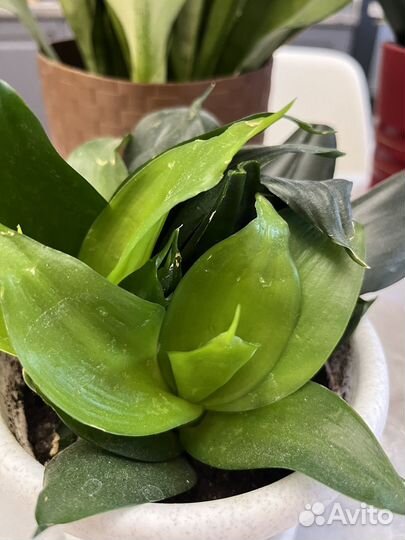 Сансевиерия