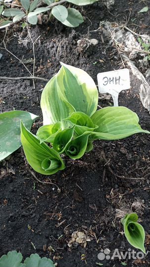 Хоста растение