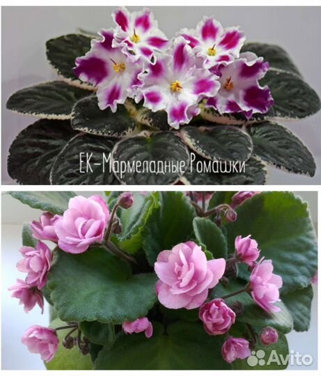 Детки сортовых фиалок