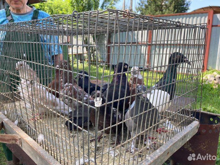 Продажа голубей